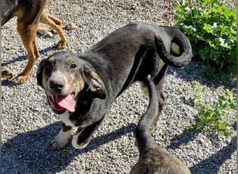 Rüde PARKER sucht seine neue Familie