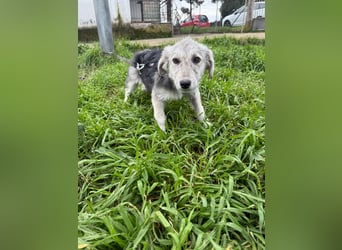 Hündin BELLI sucht ein liebevolles Zuhause