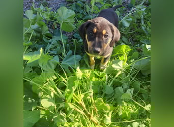 Hündin PENNY sucht ihr grosses Glück