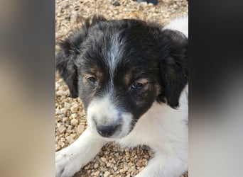 Rüde GEORGE sucht ein warmes Plätzchen