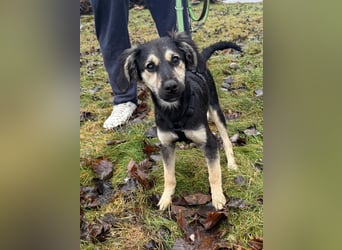 Rüde THEO sucht sein neues Zuhause