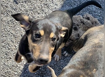 Hündin PENNY sucht ihr grosses Glück