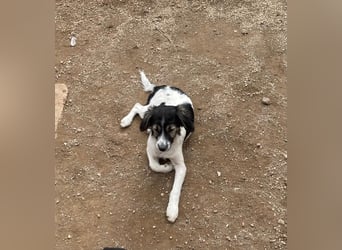 Rüde GEORGE sucht ein warmes Plätzchen