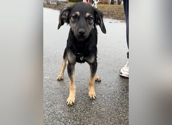 Hündin ANI sucht ihre Familie