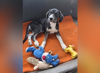 Junghündin HAZEL sucht ihr Glück