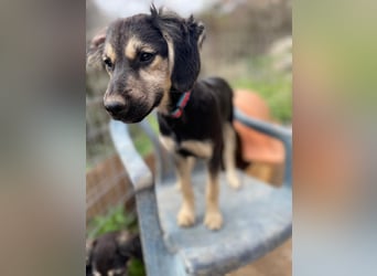 Rüde THEO sucht sein neues Zuhause