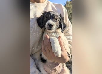 Rüde GEORGE sucht ein warmes Plätzchen