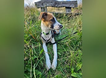 Asta - kleine Kuschelmaus sucht Sicherheit auf vier Pfoten