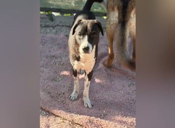 Benito, ein noch schüchterner Hundebub