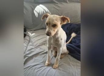 Canelo - vom verfilzten Fundhund zum treuen Familienfreund