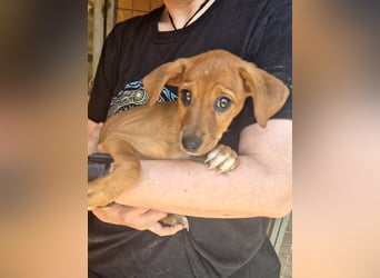 Akamaru, schüchterne Welpenmaus sucht Menschen, bei denen sie mutig werden darf