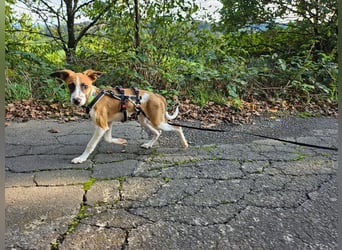 Asta - kleine Kuschelmaus sucht Sicherheit auf vier Pfoten