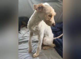 Canelo - vom verfilzten Fundhund zum treuen Familienfreund