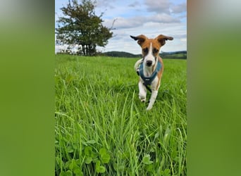 Asta - kleine Kuschelmaus sucht Sicherheit auf vier Pfoten