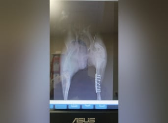 Athena - seit fast drei Jahren wartet sie im Tierheim