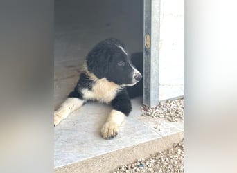 Guapa, ihre Geschwister sind schon vermittelt