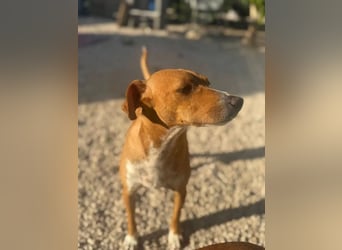 Rafa – ein schüchternes Herzchen sucht seine Familie