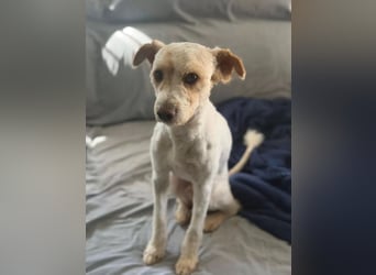Canelo - vom verfilzten Fundhund zum treuen Familienfreund