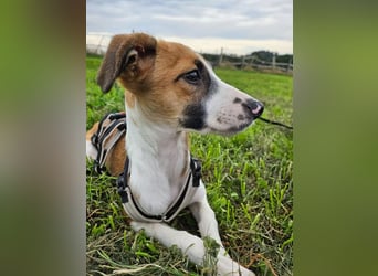 Asta - kleine Kuschelmaus sucht Sicherheit auf vier Pfoten