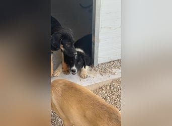 Guapa, ihre Geschwister sind schon vermittelt