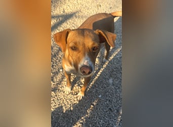 Rafa – ein schüchternes Herzchen sucht seine Familie