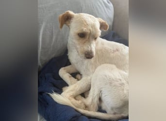 Canelo - vom verfilzten Fundhund zum treuen Familienfreund