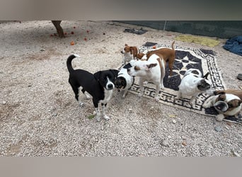 Benito, ein noch schüchterner Hundebub