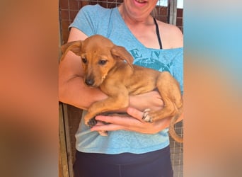 Fuet , kleiner Hundejunge möchte lernen, den Menschen zu vertrauen