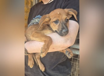 Pelusilla - ein zarter kleiner Hundejunge möchte Vertrauen lernen
