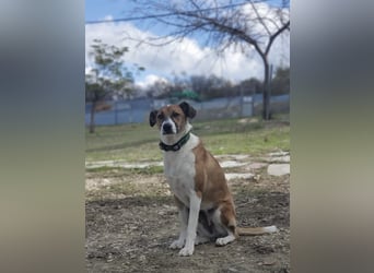 Athena - seit fast drei Jahren wartet sie im Tierheim