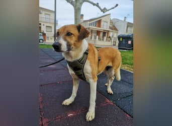 Athena - seit fast drei Jahren wartet sie im Tierheim