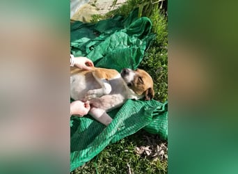 Athena - seit fast drei Jahren wartet sie im Tierheim