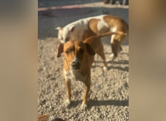 Rafa – ein schüchternes Herzchen sucht seine Familie