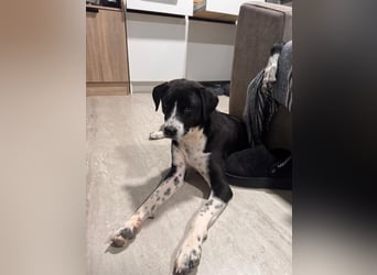 Benito, ein noch schüchterner Hundebub