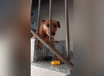 Cheto verliert unverschuldet sein Zuhause