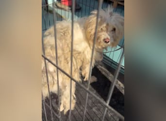 Canelo - vom verfilzten Fundhund zum treuen Familienfreund