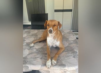 Rafa – ein schüchternes Herzchen sucht seine Familie
