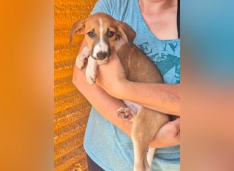 Kaiser, -kleine Hundeseele sucht einen sicheren Platz zum Ankommen