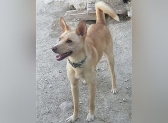 Nico, freundlich und menschenbezogen