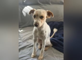 Canelo - vom verfilzten Fundhund zum treuen Familienfreund