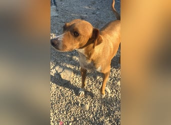 Rafa – ein schüchternes Herzchen sucht seine Familie
