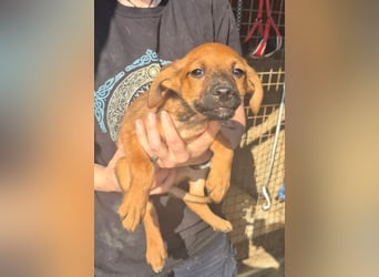 Pelusilla - ein zarter kleiner Hundejunge möchte Vertrauen lernen
