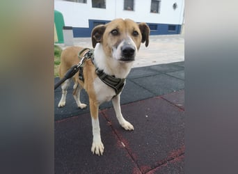 Athena - seit fast drei Jahren wartet sie im Tierheim