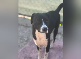 Benito, ein noch schüchterner Hundebub