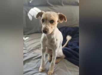 Canelo - vom verfilzten Fundhund zum treuen Familienfreund