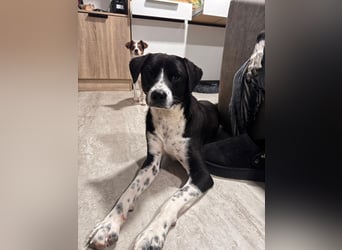 Benito, ein zarter Katzenfreund