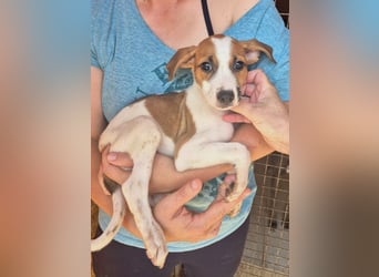 Arion- mit kleinen Pfoten auf dem Weg ins große Glück