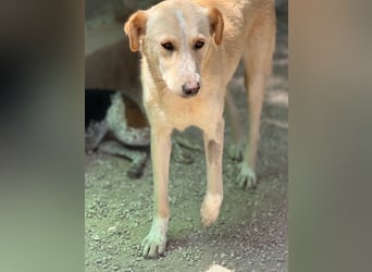 Iris – zarte Seele auf der Suche nach Geborgenheit