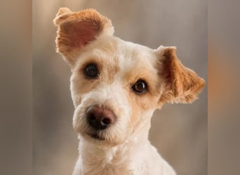 Canelo - vom verfilzten Fundhund zum treuen Familienfreund