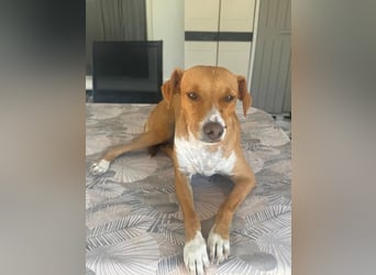 Rafa – ein schüchternes Herzchen sucht seine Familie